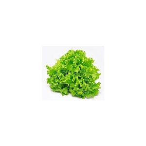 Fresh Green Oak Lettuce