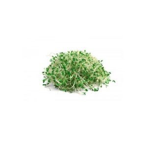 Fresh Just Broccoli Sprouts